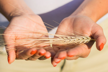 Picture closeup of two hands holding golden wheat spikes on field. Rustic outdoor scene in golden tones.