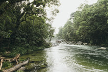 Scenic Wild River In Australia Rainforest