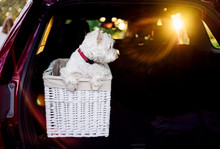 White Dog In A White Basket In The Back Of A Car At Sunset