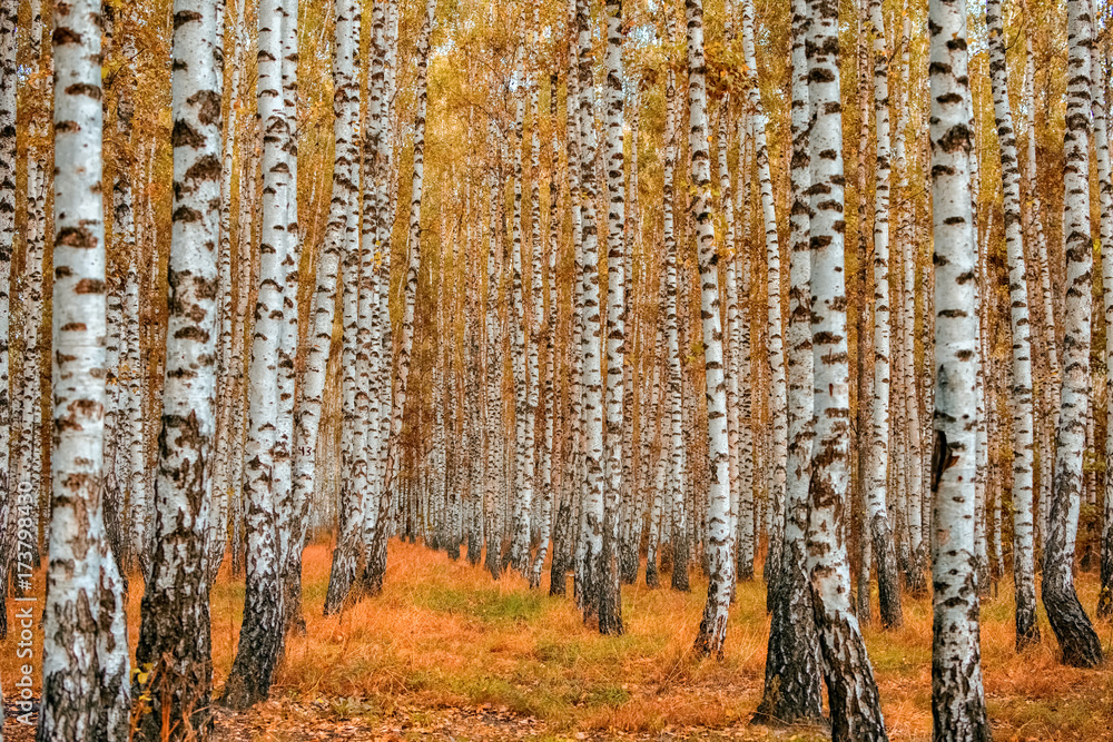 Autumn birch forest - obrazy, fototapety, plakaty 