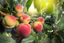 Ripe Peaches On The Branches Of The Tree In The Rays Of The Rising Sun.