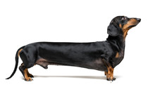 A Manipulated Image Of A Very Long Dachshund Dog (puppy), Black And Tan On Isolated On White Background