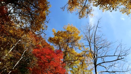 Wall Mural - maple tree to the sky