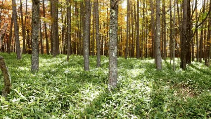 Wall Mural - maple tree forest
