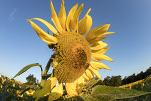 Sunflower Bloom In Field With Grasshopper