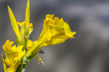 flower yellow isolated with blurred background