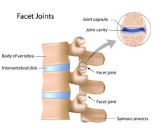Facet Joints Labeled
