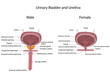 Comparing male and female urinary systems, labeled