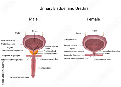 Comparing male and female urinary systems, labeled Stock Illustration