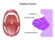 Anatomy of the palatine tonsil tissue in cross section, labeled. 