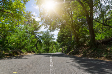 Canvas Print - Seychelles. The road to palm jungle.