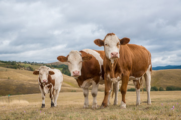 Cows simental race