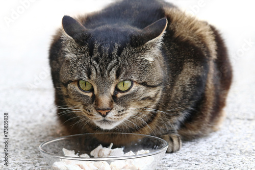 Fotografie, Obraz Eine Katze kann böse werden, wenn es ums fressen geht