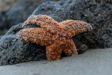 Orange Sea Star Clings To Rock