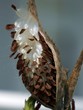 Milkweed Seed Pod About to Launch a Thousand Feathery Seeds