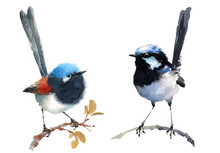 Fairy Wrens Two Birds Watercolor Hand Painted Illustration Set Isolated On White Background