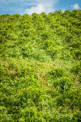 Wall Mural - Coffee Plantation in Jerico Colombia