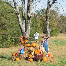 Scarecrow, Yellow Mum Flowers, Harvested Orange Pumpkins, Squashes, Gourd Over Hays In Rural Arkansas, USA. Scarecrow Guarding Pumpkin From Birds. Traditional Halloween, Thanksgiving, Fall Decoration