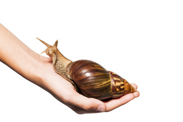 Grown up Achatina snail in man's palm. Isolated on white background