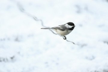 small bird on a wire in winter