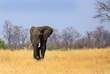 Huge Bull Elephant on the vast open plains in Zimbabwe, with a natural bushveld background