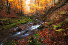 Small Creek In Autumn Red Color Forest