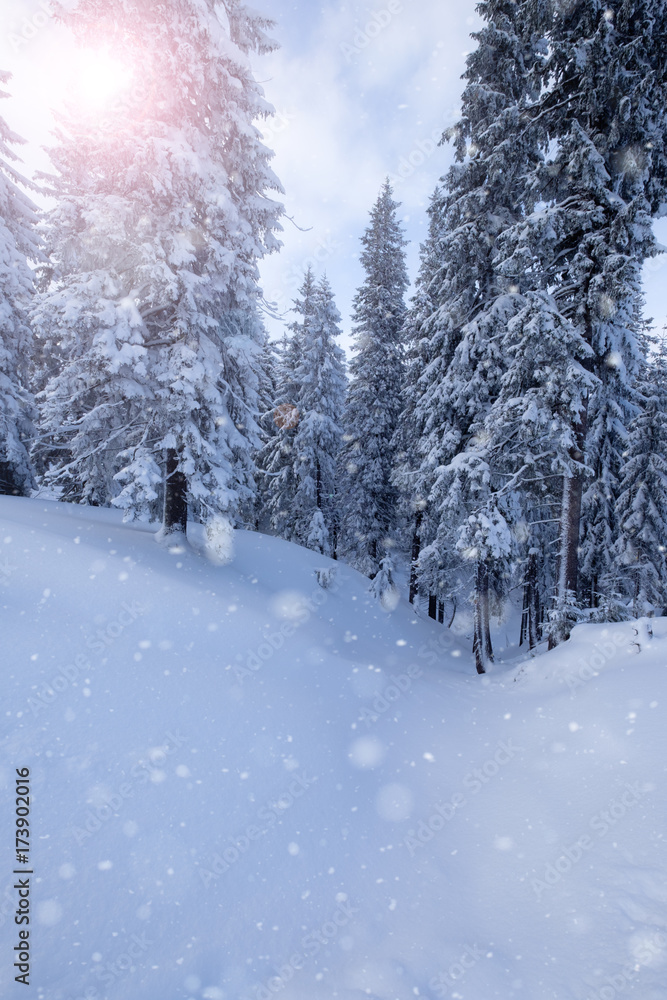 Winter mountain snowy forest - obrazy, fototapety, plakaty 