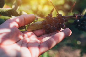 Wall Mural - Farmer examining aronia berry fruit grown in organic garden