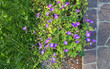 Purple Geranium Flowerbed next to a Porphyry Sidewalk