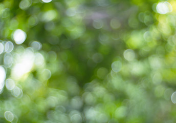 Wall Mural - green nature bokeh background