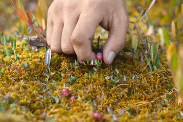 Wall Mural - hand picking cranberry