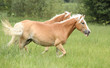 © Zuzana Tillerova - Nice haflinger running in freedom