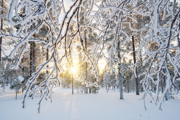 Wall Mural - Snowy landscape at sunset, frozen trees in winter in Saariselka, Lapland, Finland