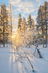 Wall Mural - snowy landscape at sunset, frozen trees in winter in saariselka, lapland, finland