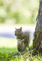 squirrel sitting on the side of a tree