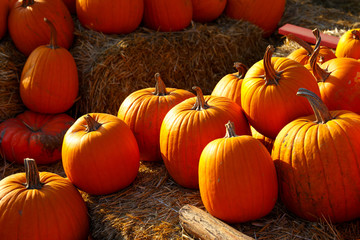 photo of beautiful pumpkins at outdoor farmer local market in sunny autumn day.