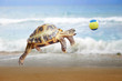 Turtle jumps and catches the ball