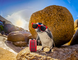 African Penguin with sunglasses at the beach