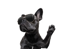 Posing Dog With Sunglasses High Five