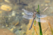 Colorful dragonfly in the water. Aran valley