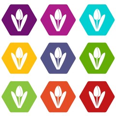 Wall Mural - Tulip icon set color hexahedron