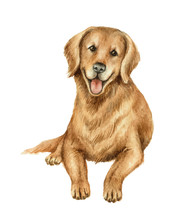 Watercolor Vector Retriever Isolated On White Background.