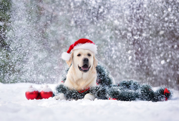 Sticker - happy labrador dog posing in a Santa hat in snow