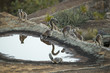 © aussieanouk - Kattas trinken aus einem Wasserloch