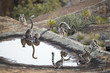 © aussieanouk - Kattas trinken aus einem Wasserloch