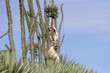© aussieanouk - Larvensifaka klammert sich an einem Baum