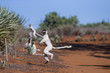 © aussieanouk - Larvensifakas huepften ueber den Sand