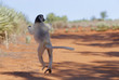 © aussieanouk - Larvensifaka huepft ueber den Sand