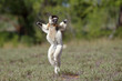 © aussieanouk - Larvensifaka huepft ueber das Grasland