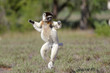 © aussieanouk - Larvensifaka huepft ueber das Grasland